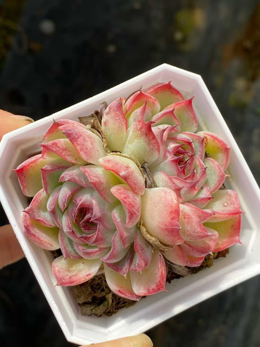 新入荷 50株の抜き苗セット ゴウコンヒメ 多肉植物 佐川急便発送
