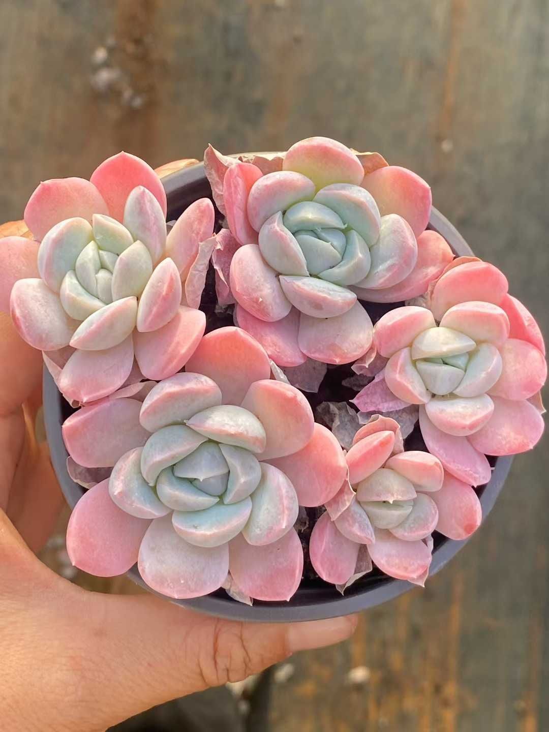 新入荷 30株の抜き苗セット ユキビョウシ 多肉植物 佐川急便発送