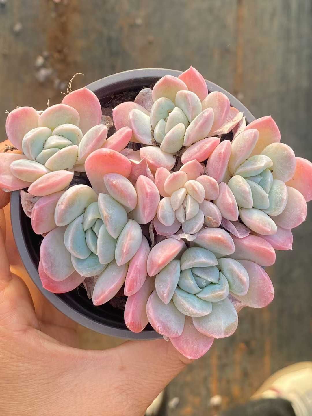 新入荷 30株の抜き苗セット ユキビョウシ 多肉植物 佐川急便発送