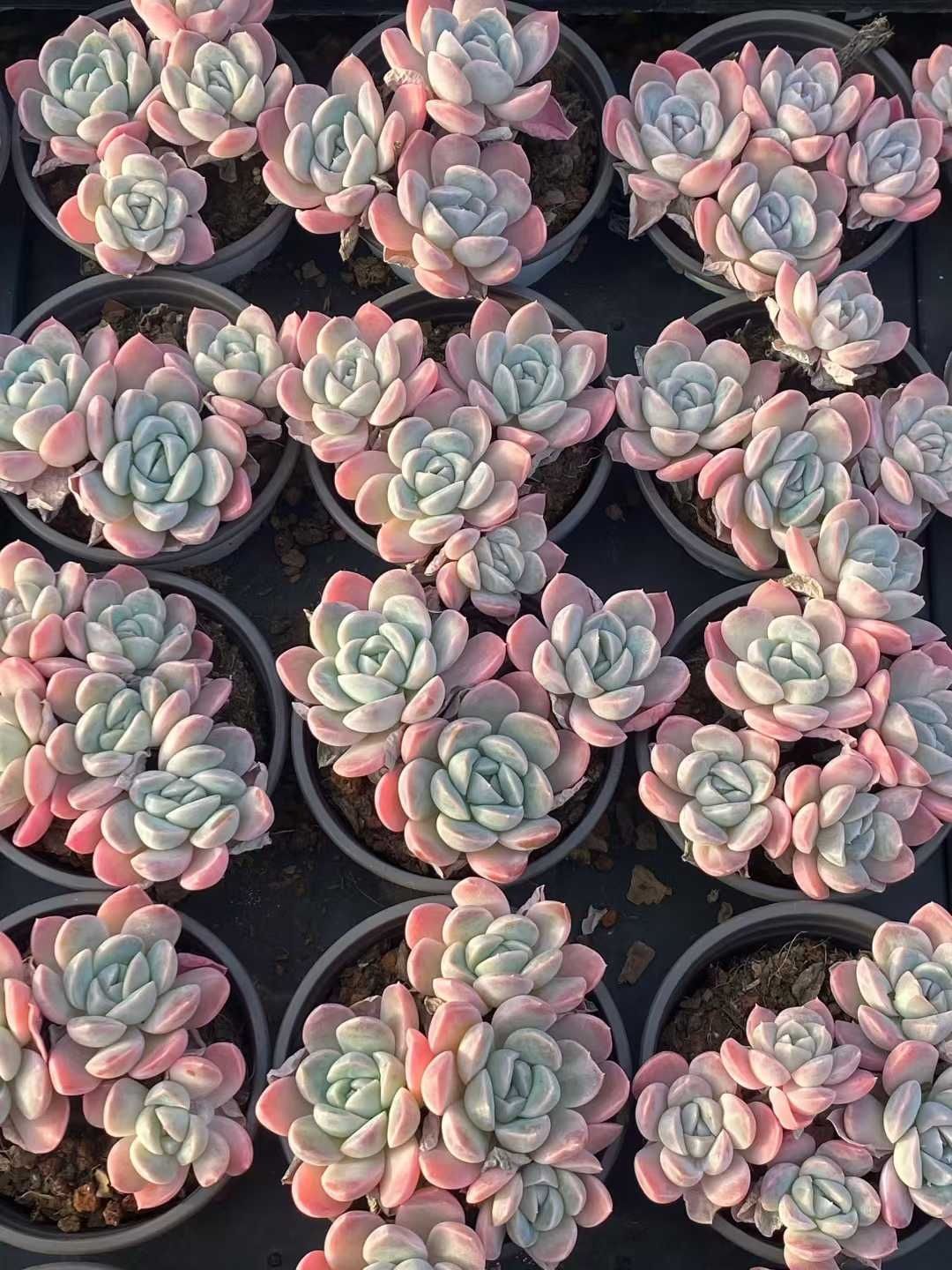 新入荷 30株の抜き苗セット ユキビョウシ 多肉植物 佐川急便発送