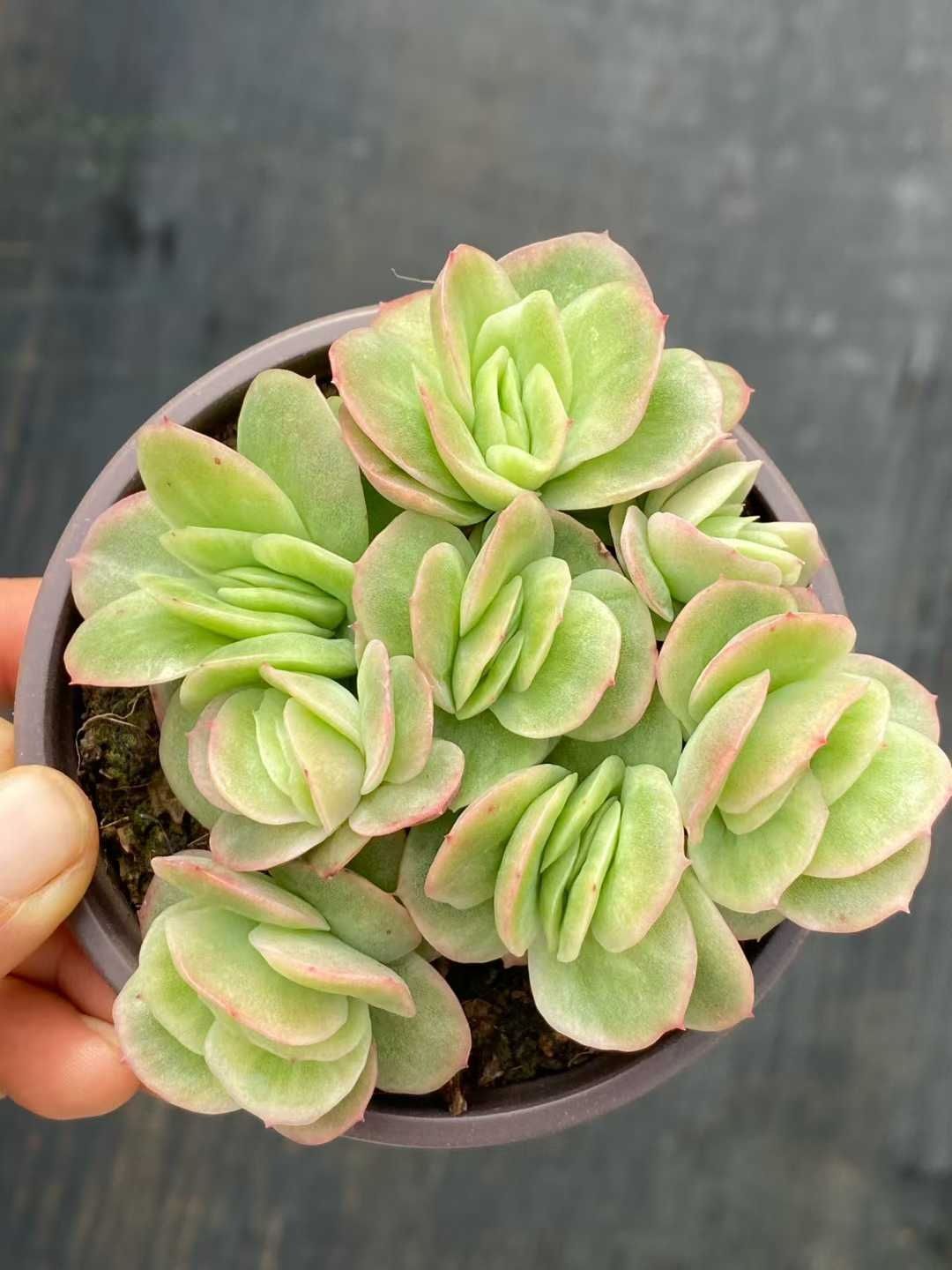 観葉植物 新入荷 30株の抜き苗セット アイスローズ 多肉植物 佐川急便