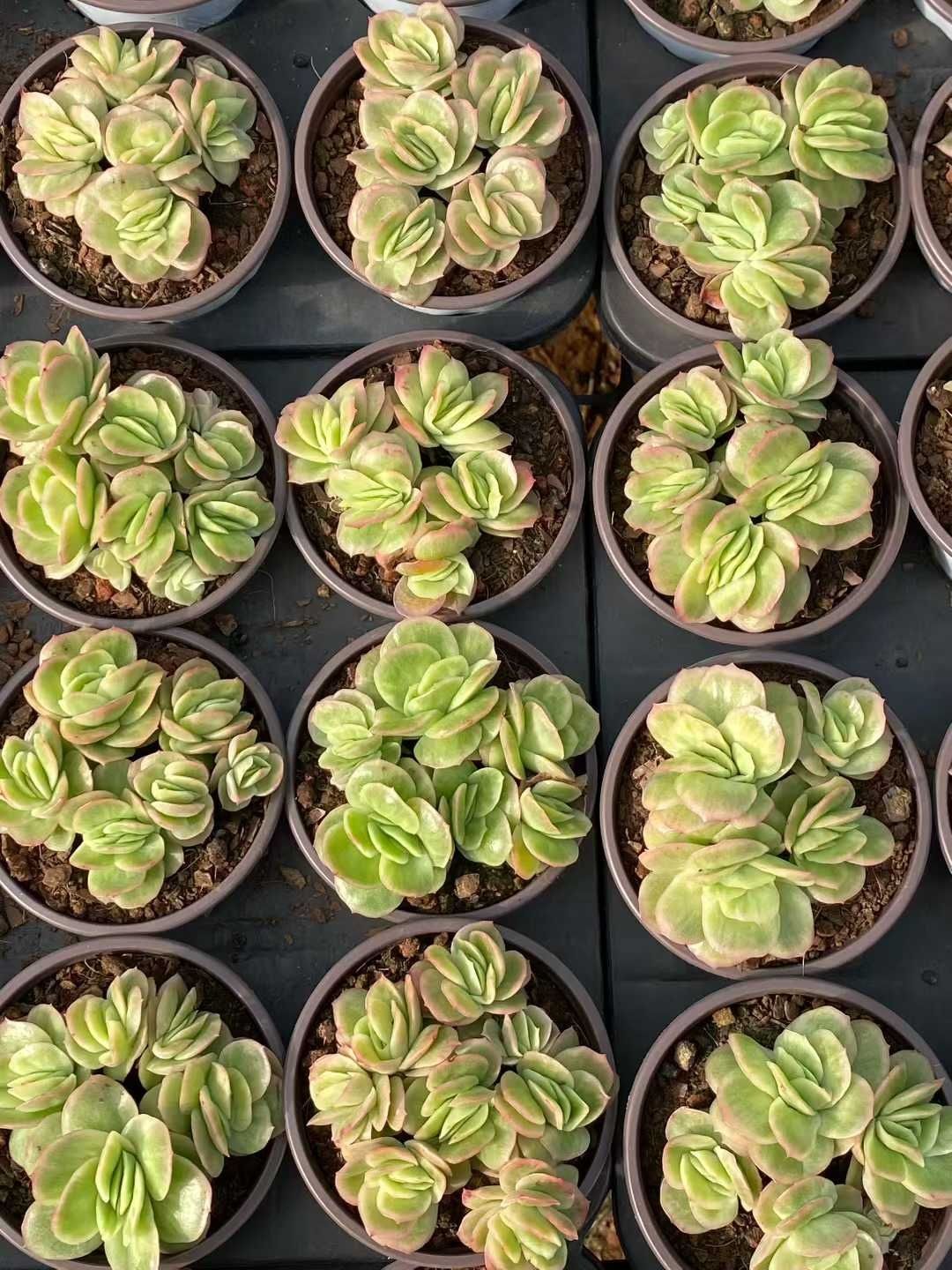 観葉植物 新入荷 30株の抜き苗セット アイスローズ 多肉植物 佐川急便