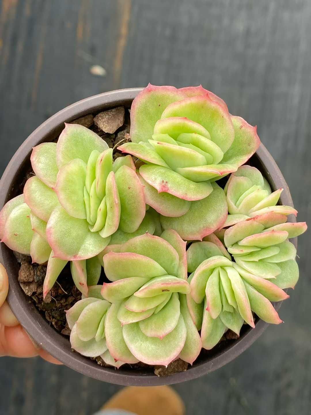 観葉植物 新入荷 30株の抜き苗セット アイスローズ 多肉植物 佐川急便