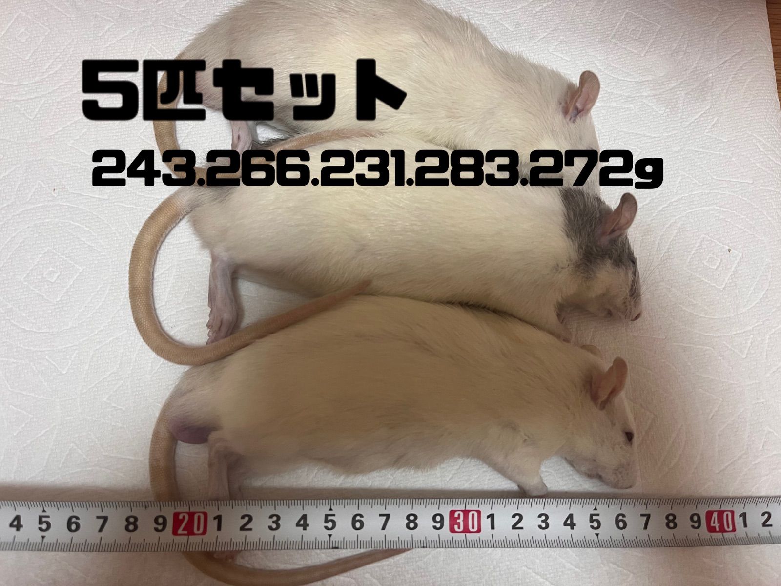 冷凍ラットL〜LL - メルカリ