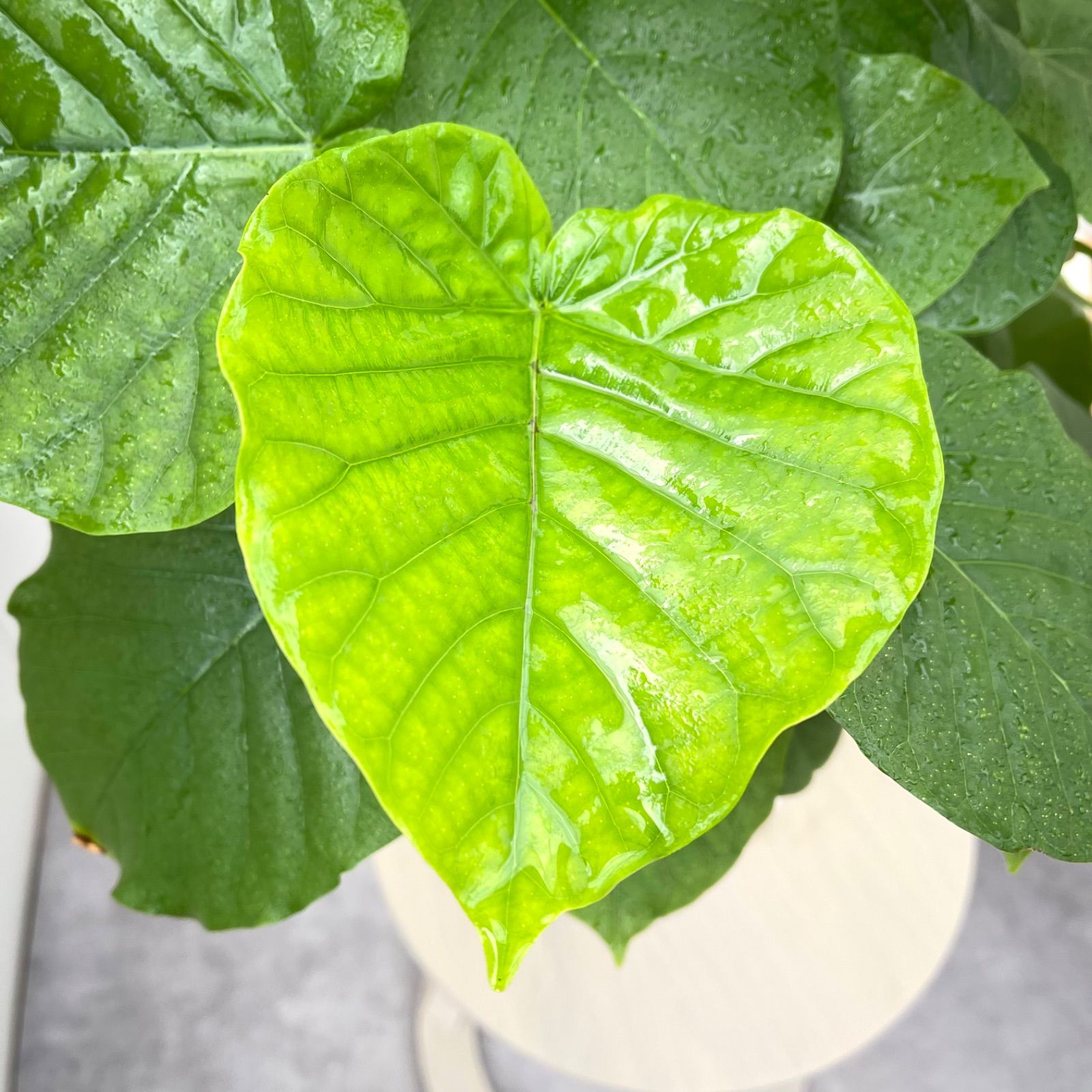 フィカス ウンベラータ 8【現品】観葉植物 室内 7号 - メルカリ