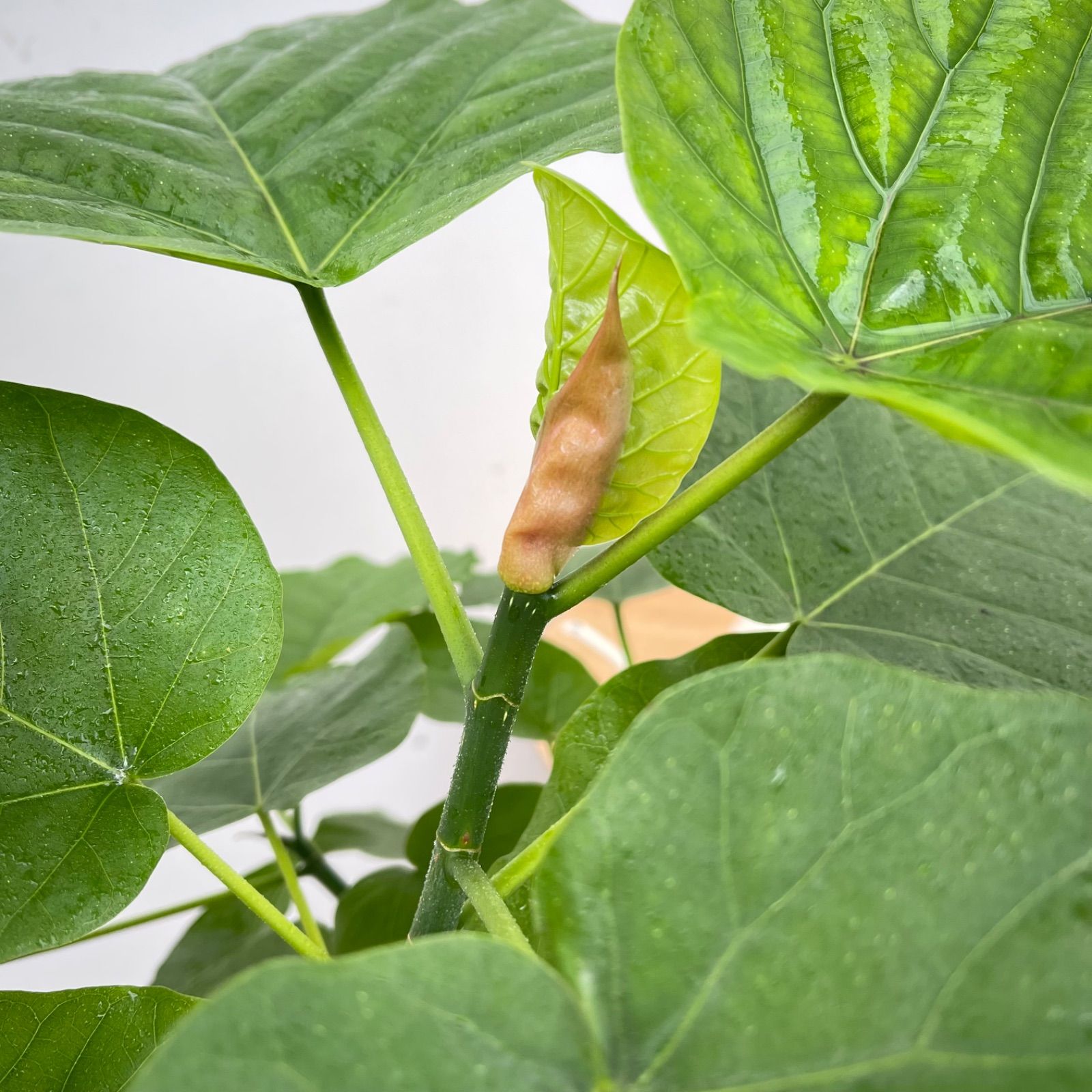 フィカス ウンベラータ 8【現品】観葉植物 室内 7号 - メルカリ