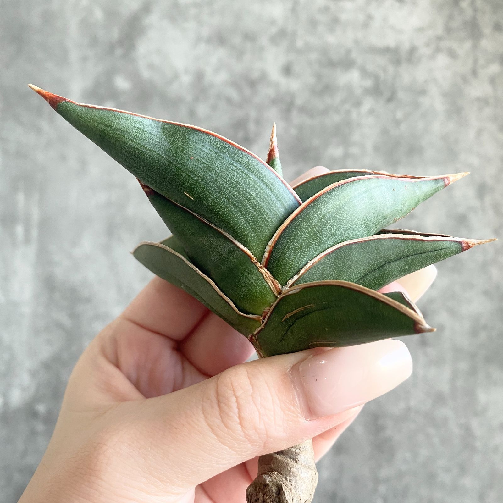 S12817【極上株！！】サンスベリア ロリダ ( ユーフォルビア