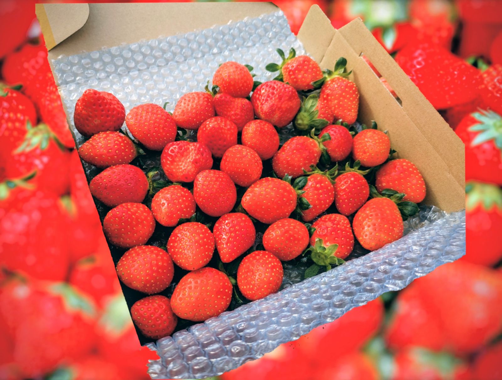 農家直送】三重県産 かおり野 規格外苺 約800g - メルカリ