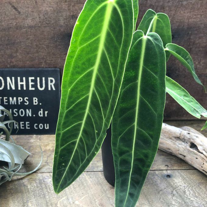 ポットごと アンスリウム ワロクアーナム 「Anthurium warocqueanum