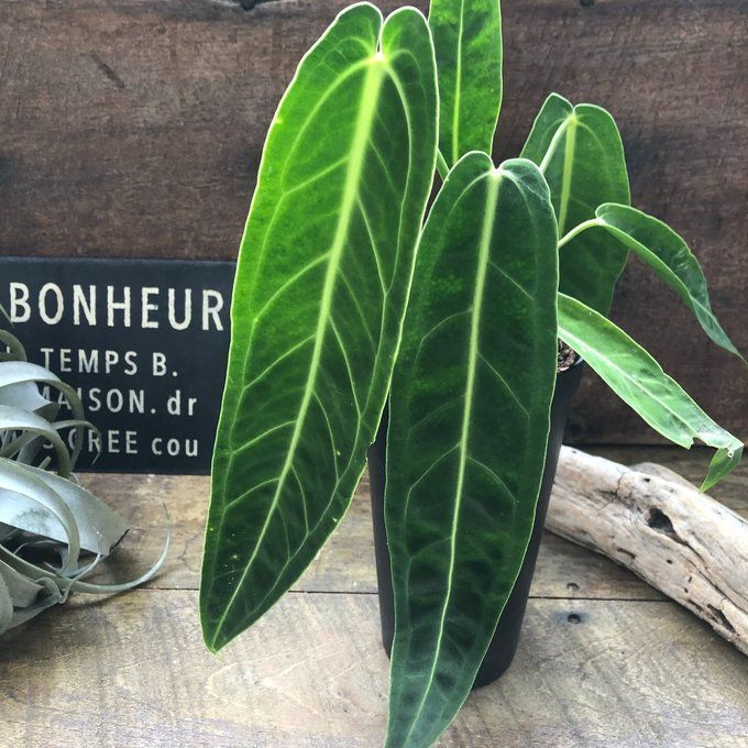 ポットごと アンスリウム ワロクアーナム 「Anthurium warocqueanum