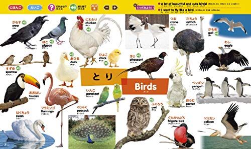 英語つき バラエティ