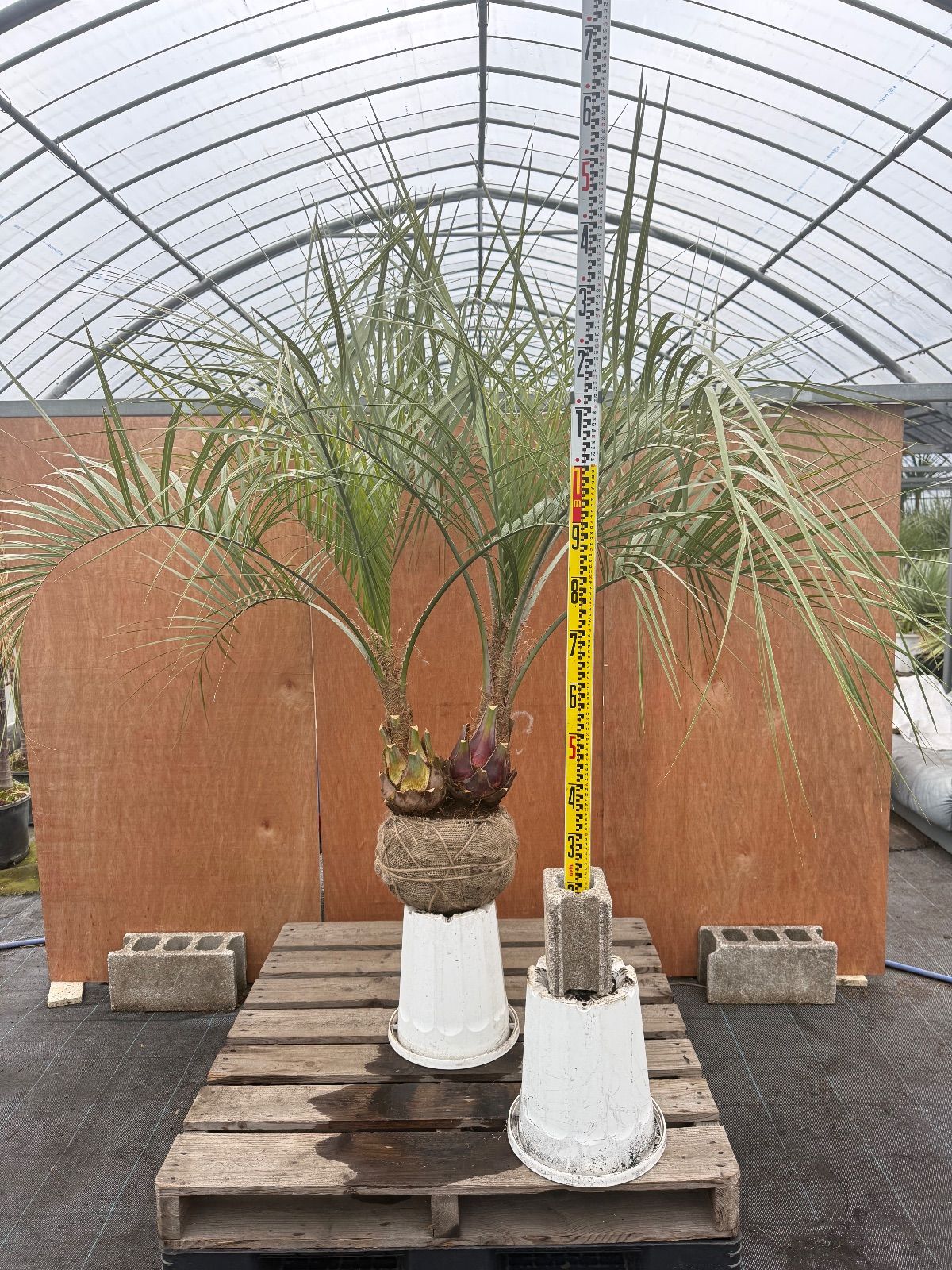 お客様専用 - メルカリ