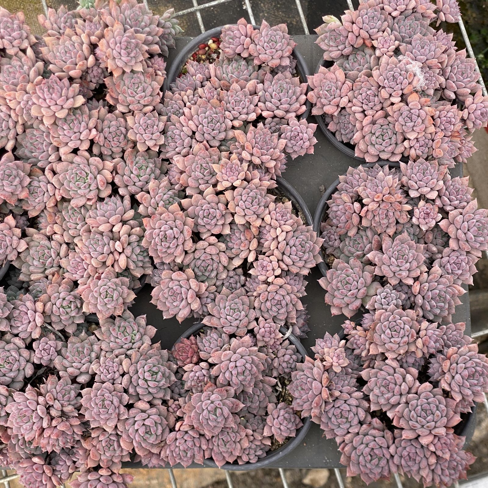 XY276 ライエルフ 10鉢 佐川にて発送 韓国苗 多肉植物 土鉢付き