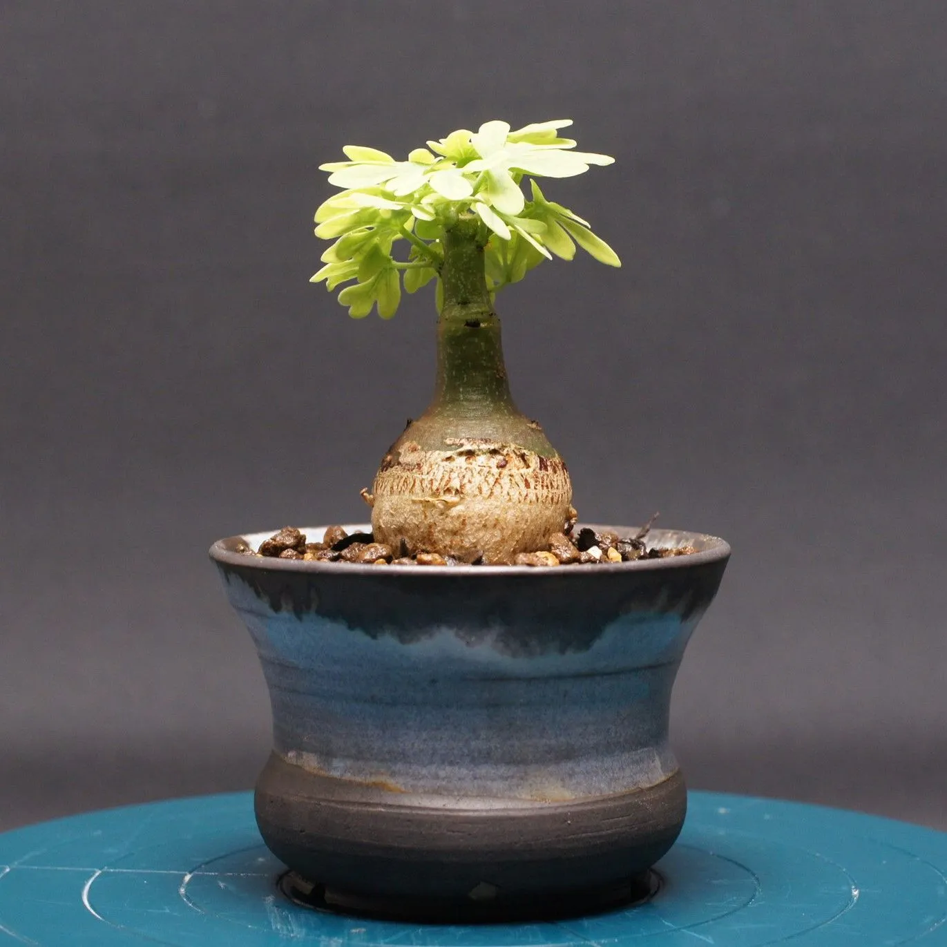 2026年最新】アデニア・グラウカの人気アイテム - メルカリ