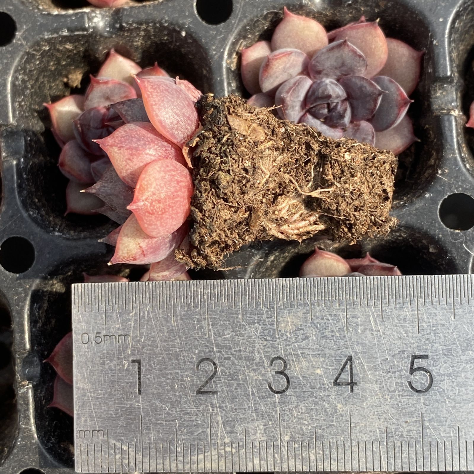 XY266 サンカジェニー 16苗 佐川にて発送 韓国苗 多肉植物 土根付き