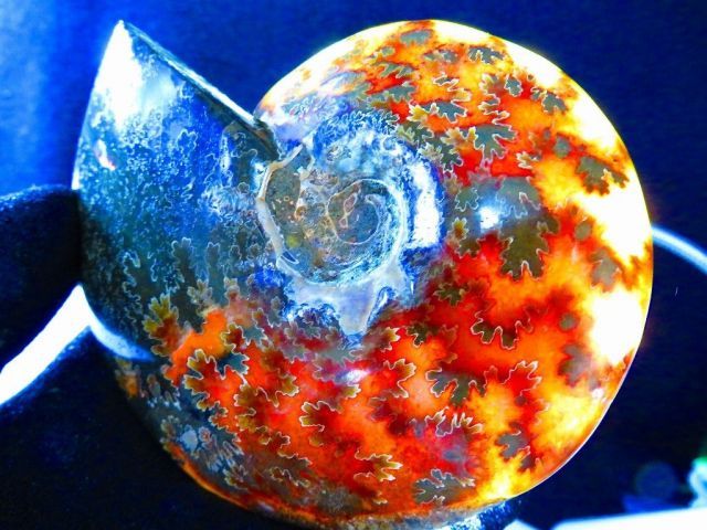 数万個の中の一個★天然マダガスカル産 ★ 縫合線オパールアンモナイト 化石標本超巨大233ｇ★113ｍｍ★〇tk3459