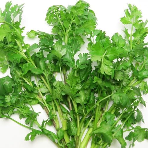 迅速に発送 パクチー 水耕栽培 ハイドロボール 育苗 育成HBキット 土不要 簡単 ハイドロトン でパクチーの苗を育成するキット LHS 093 afd 387 ea