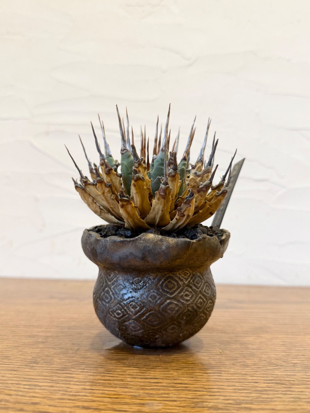 エボリスピナ【発根済】【ramat】【作家鉢】【現地球】 - メルカリ