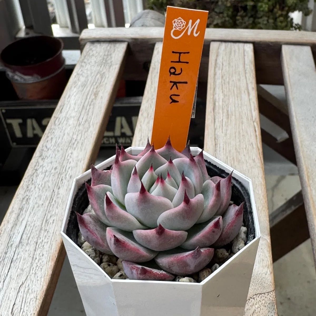 Haku❣️札付き❣️miyaさん苗❣️希少命名株❣️❗️多肉植物 ポット