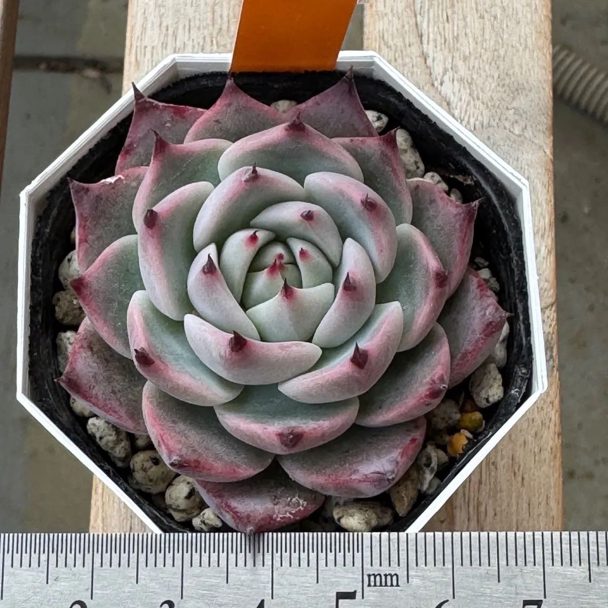 Haku❣️札付き❣️miyaさん苗❣️希少命名株❣️❗️多肉植物 ポット