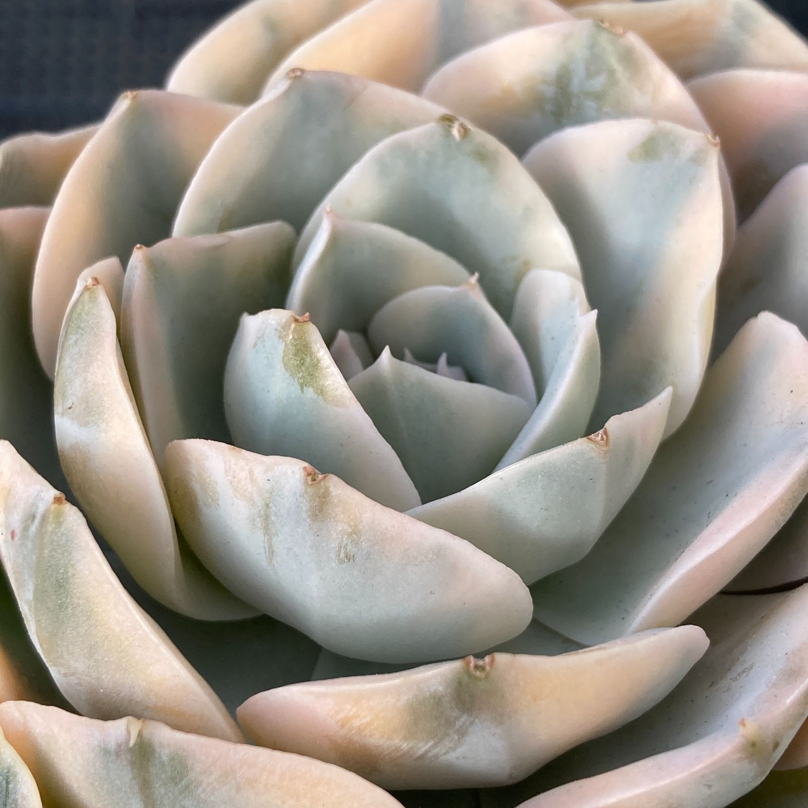 新入荷｜送料込】エケベリア 韓国苗 フマケベニア錦 多肉植物｜ポコ