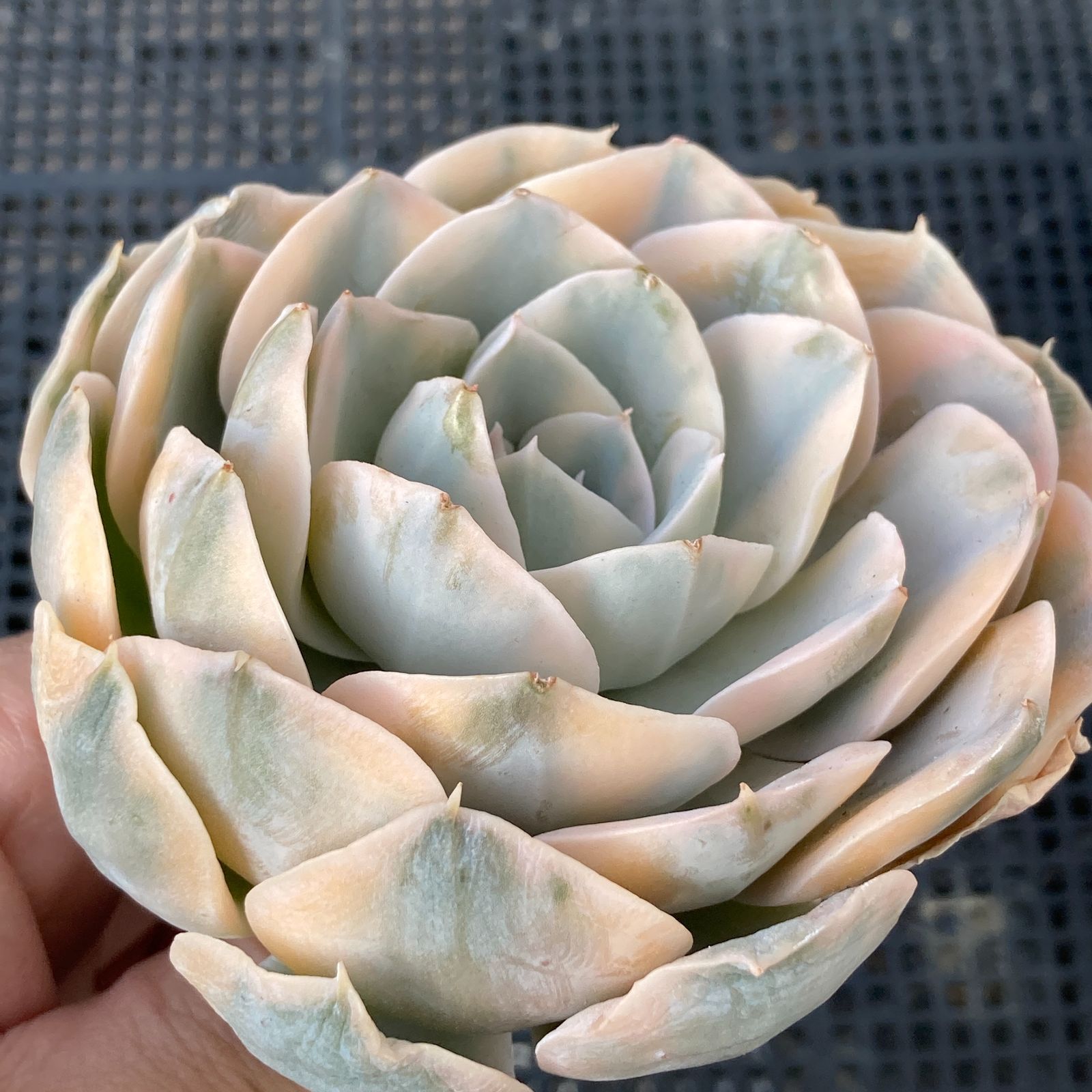 新入荷｜送料込】エケベリア 韓国苗 フマケベニア錦 多肉植物｜ポコ