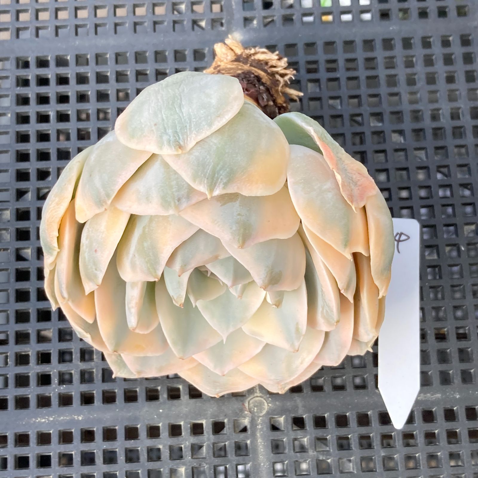 新入荷｜送料込】エケベリア 韓国苗 フマケベニア錦 多肉植物｜ポコ