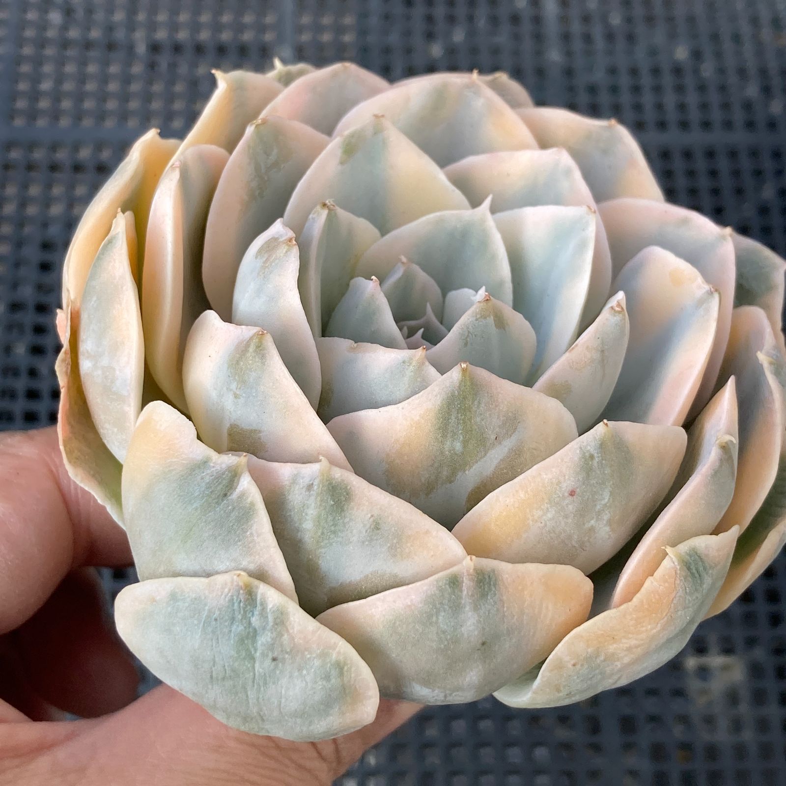 新入荷｜送料込】エケベリア 韓国苗 フマケベニア錦 多肉植物｜ポコ