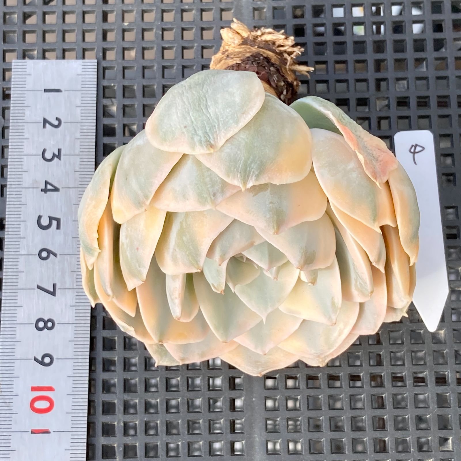 新入荷｜送料込】エケベリア 韓国苗 フマケベニア錦 多肉植物｜ポコ