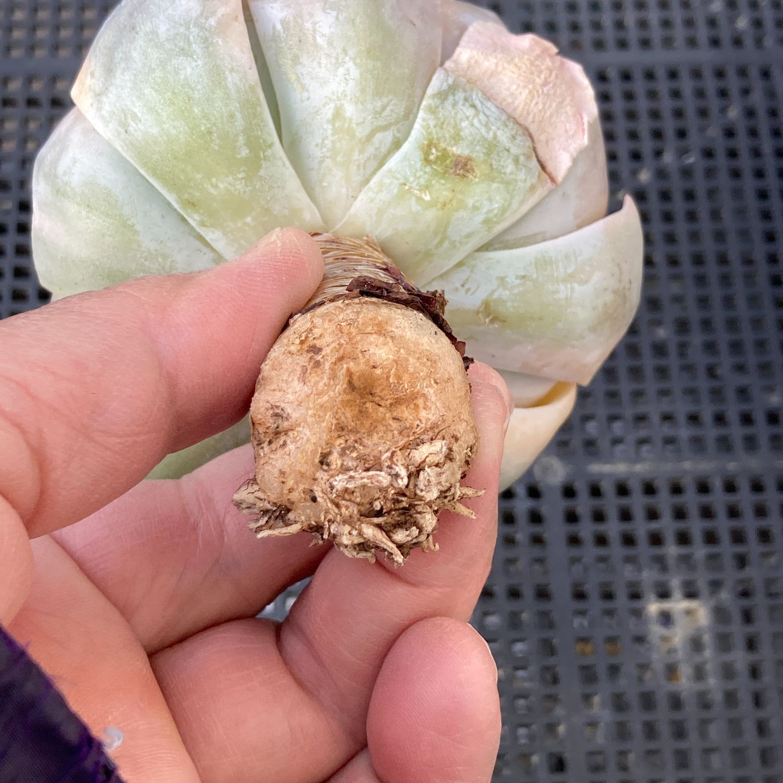 新入荷｜送料込】エケベリア 韓国苗 フマケベニア錦 多肉植物｜ポコ