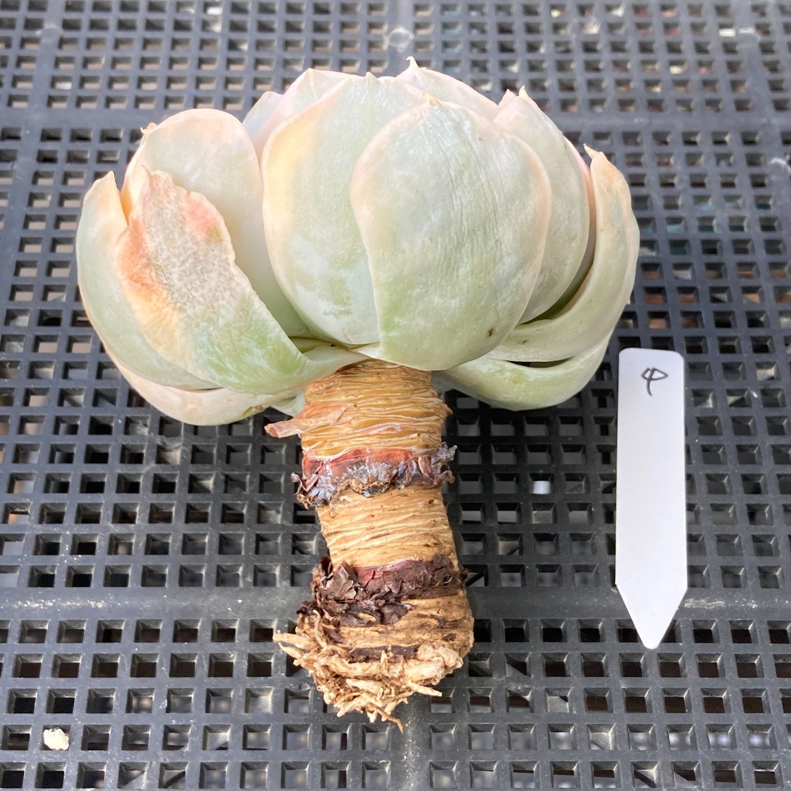 新入荷｜送料込】エケベリア 韓国苗 フマケベニア錦 多肉植物｜ポコ