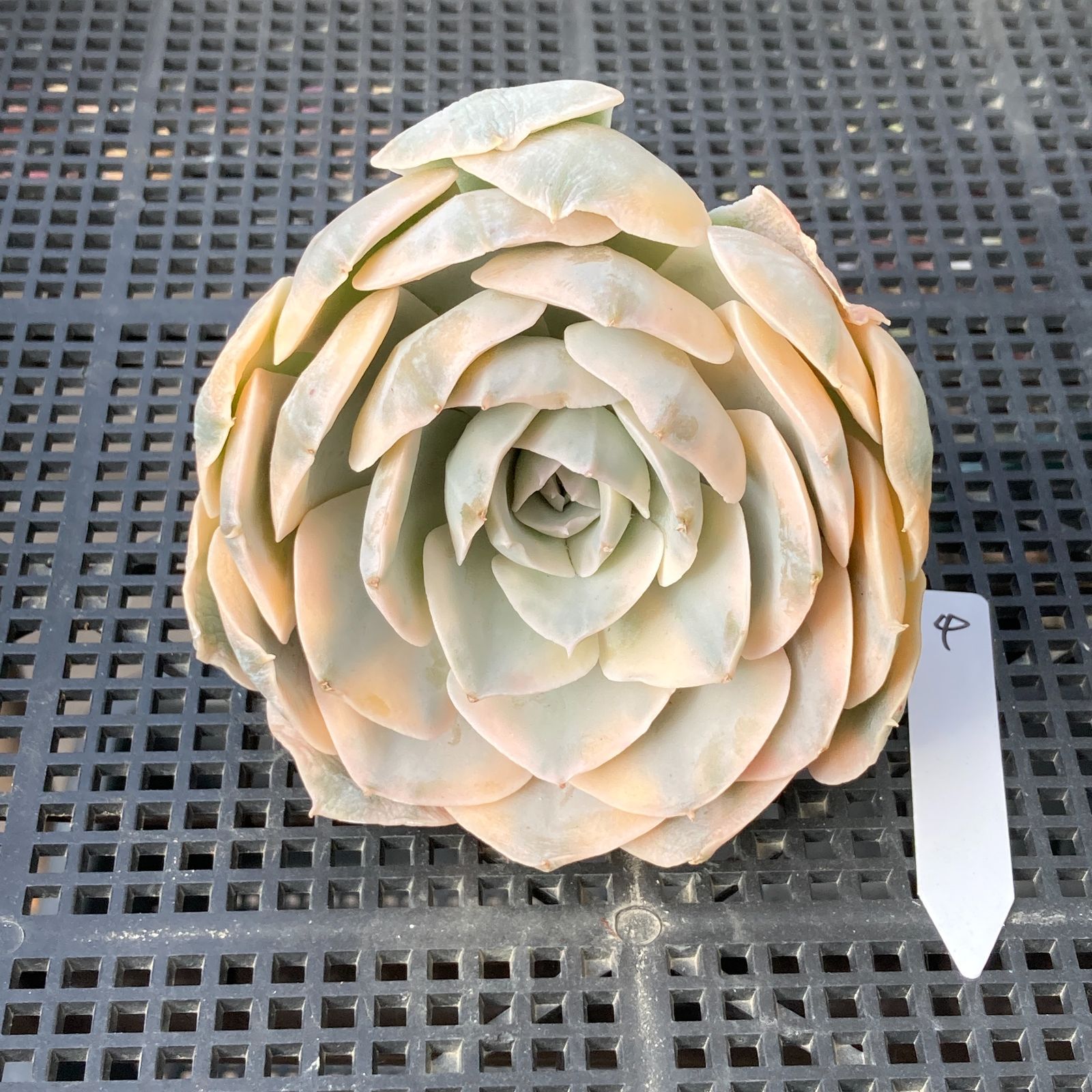 新入荷｜送料込】エケベリア 韓国苗 フマケベニア錦 多肉植物｜ポコ