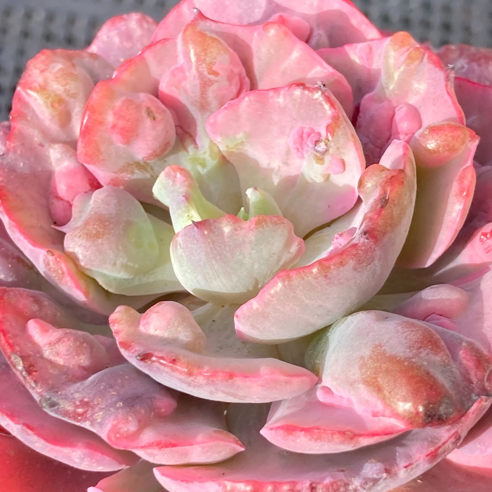 新入荷｜送料込】エケベリア 韓国苗 レインドロップス錦 多肉植物