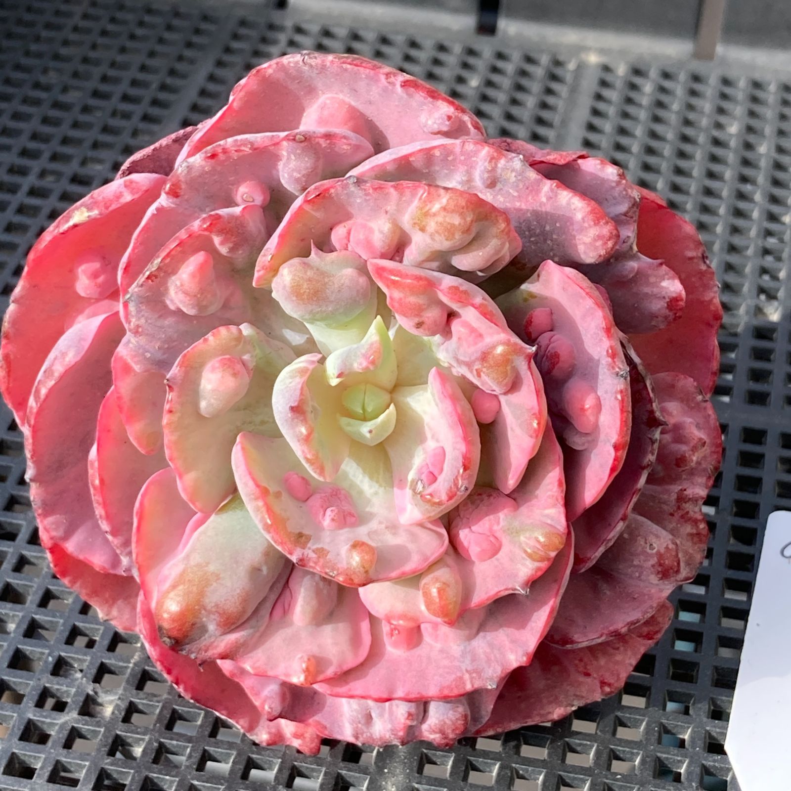 新入荷｜送料込】エケベリア 韓国苗 レインドロップス錦 多肉植物