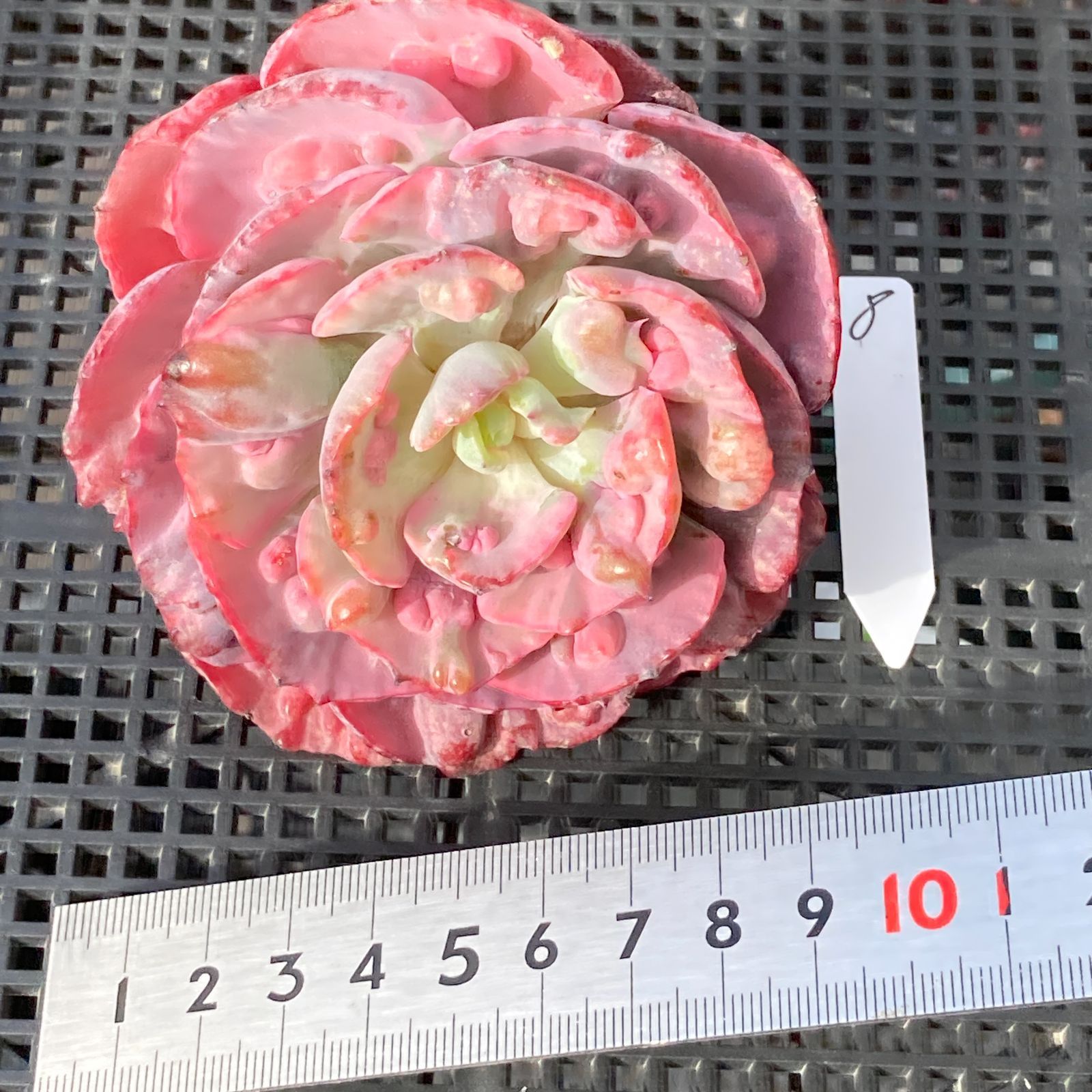 新入荷｜送料込】エケベリア 韓国苗 レインドロップス錦 多肉植物