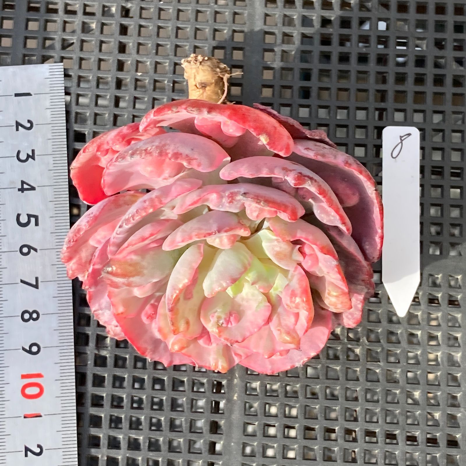 新入荷｜送料込】エケベリア 韓国苗 レインドロップス錦 多肉植物