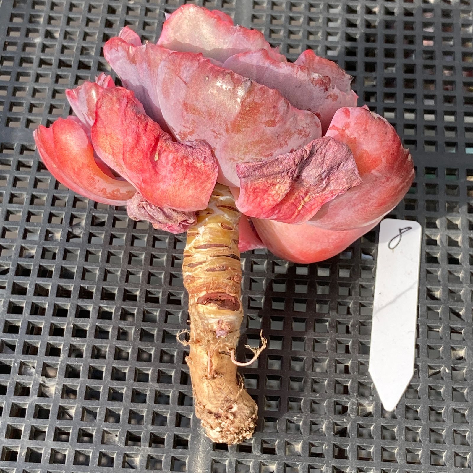 新入荷｜送料込】エケベリア 韓国苗 レインドロップス錦 多肉植物