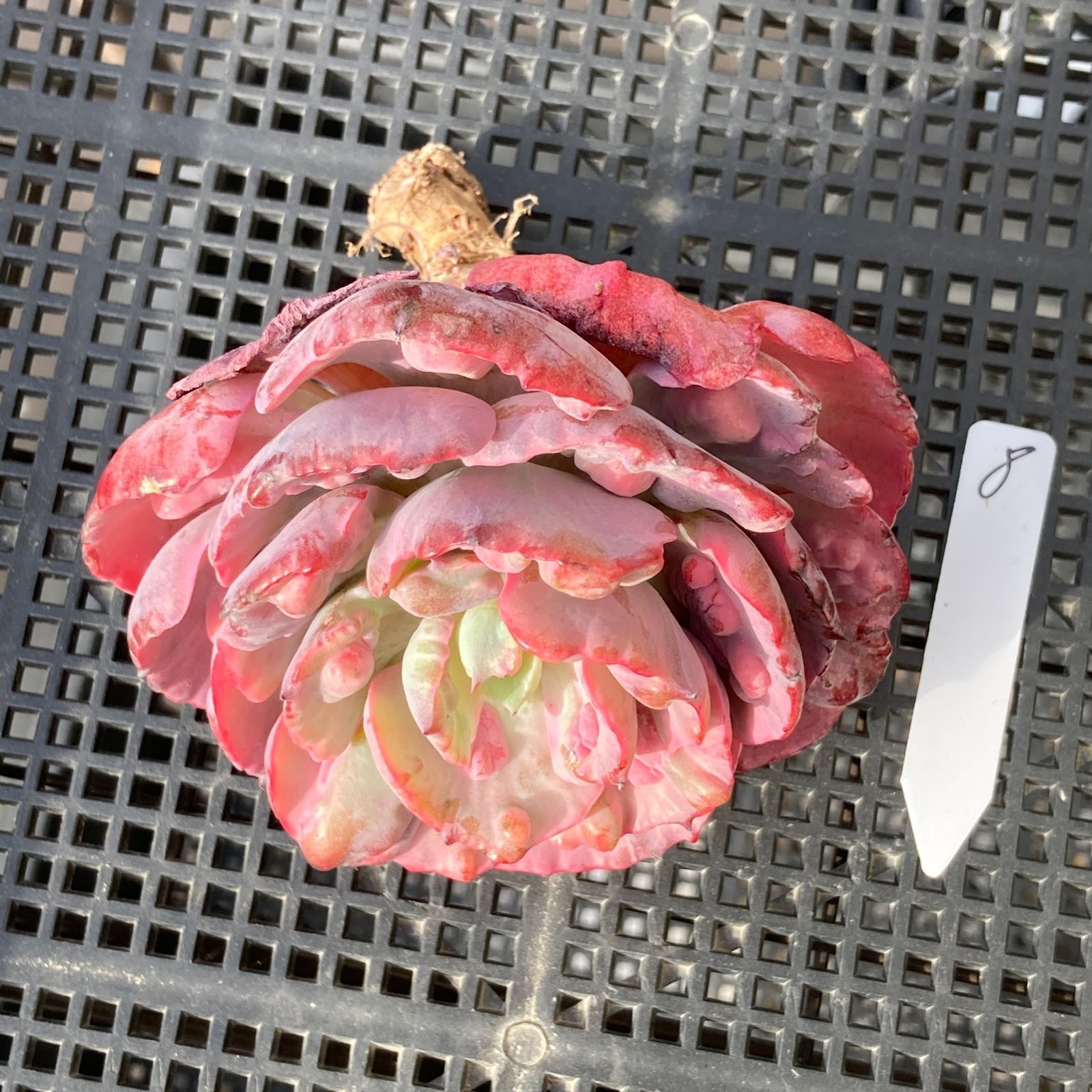 新入荷｜送料込】エケベリア 韓国苗 レインドロップス錦 多肉植物