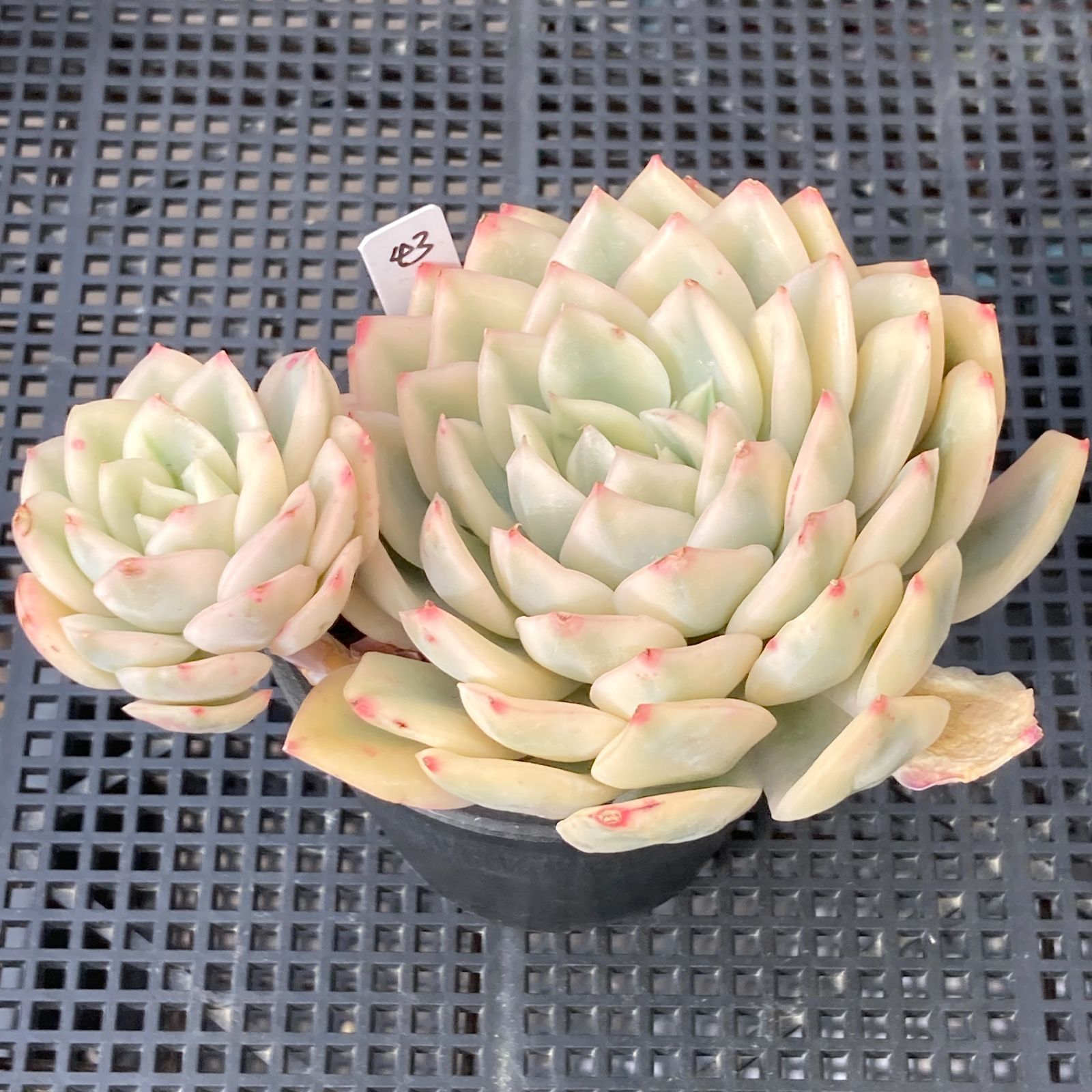 新入荷｜送料込】エケベリア 韓国苗 ムーンフェアリー錦 多肉植物