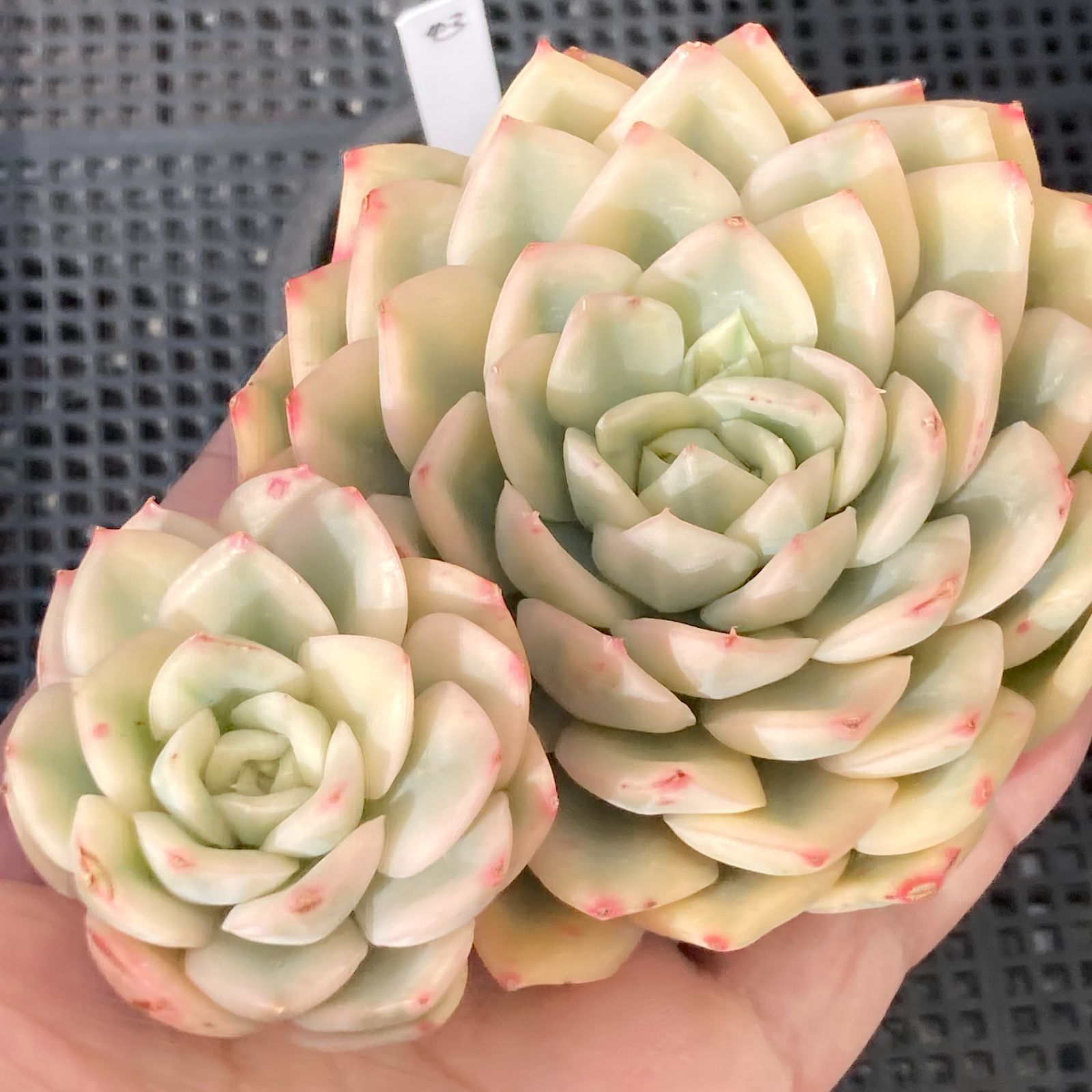 新入荷｜送料込】エケベリア 韓国苗 ムーンフェアリー錦 多肉植物