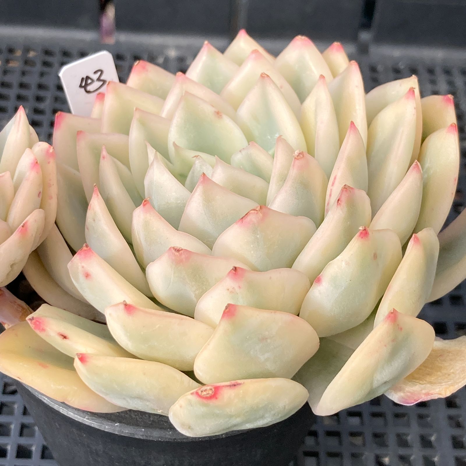 新入荷｜送料込】エケベリア 韓国苗 ムーンフェアリー錦 多肉植物