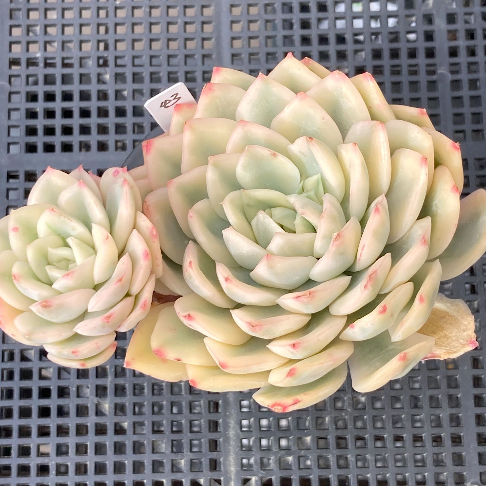 新入荷｜送料込】エケベリア 韓国苗 ムーンフェアリー錦 多肉植物