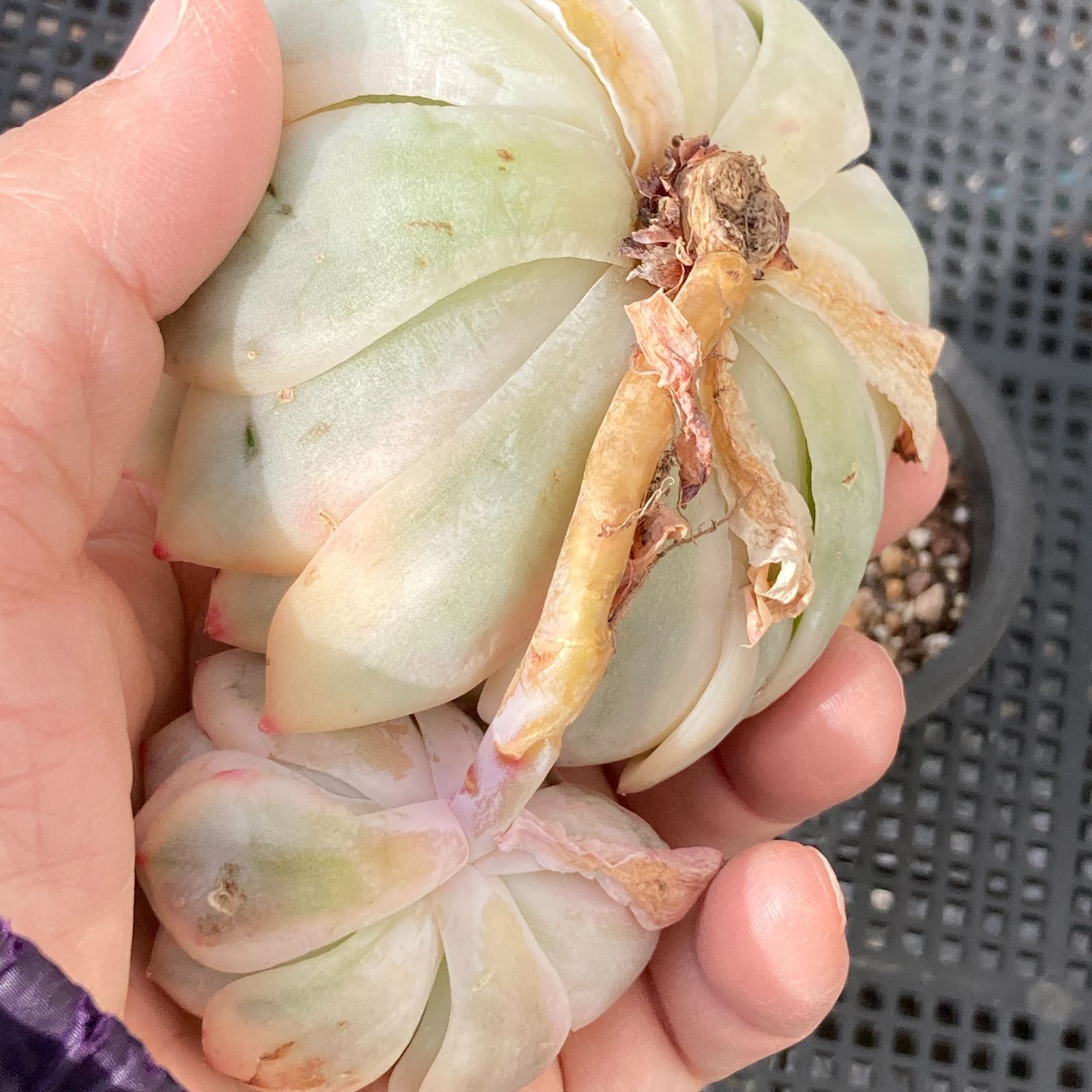 新入荷｜送料込】エケベリア 韓国苗 ムーンフェアリー錦 多肉植物