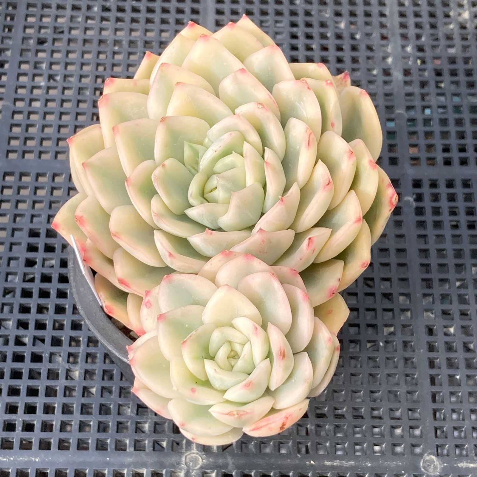 新入荷｜送料込】エケベリア 韓国苗 ムーンフェアリー錦 多肉植物