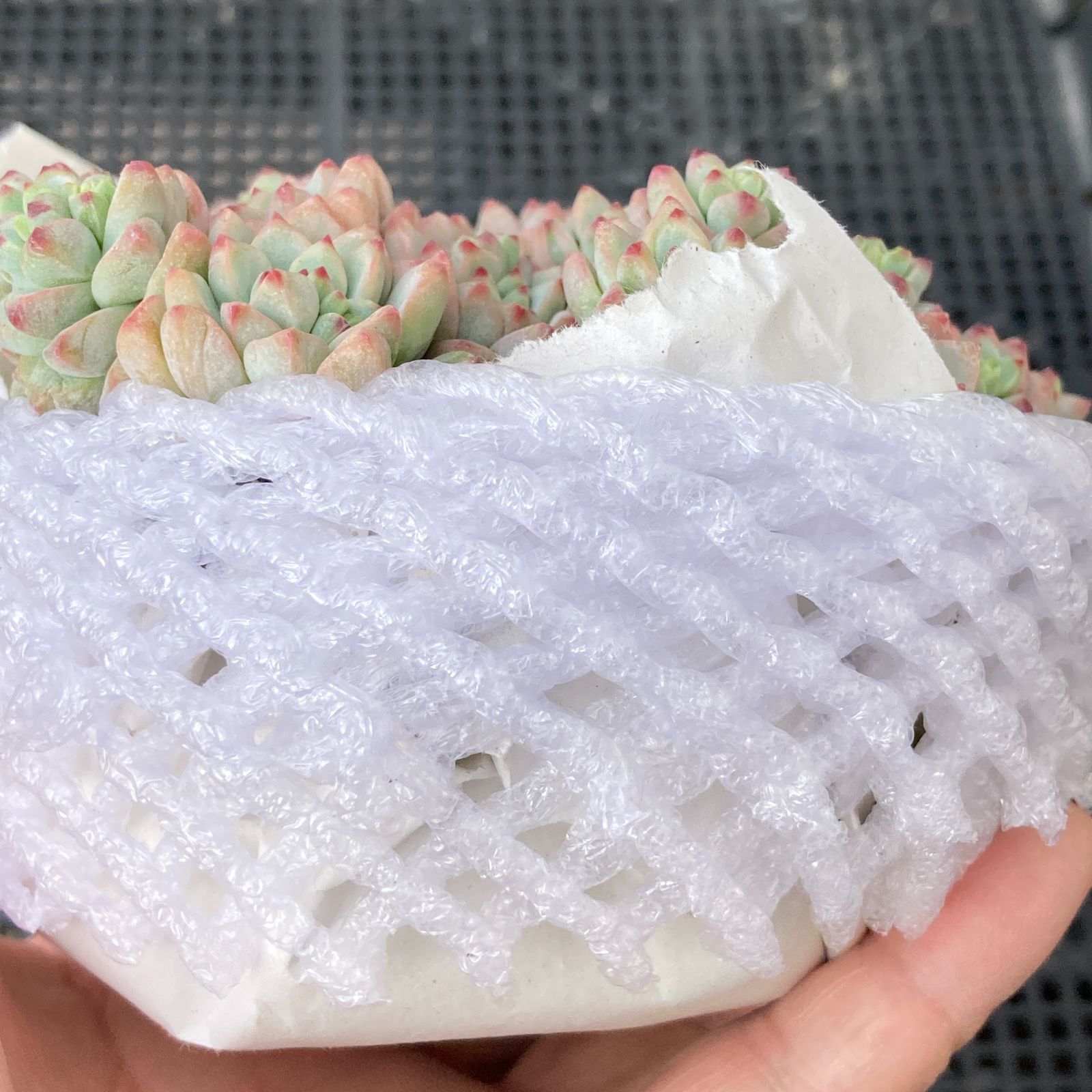 新入荷｜送料込】エケベリア 韓国苗 キャラメルスプライト群生 多肉