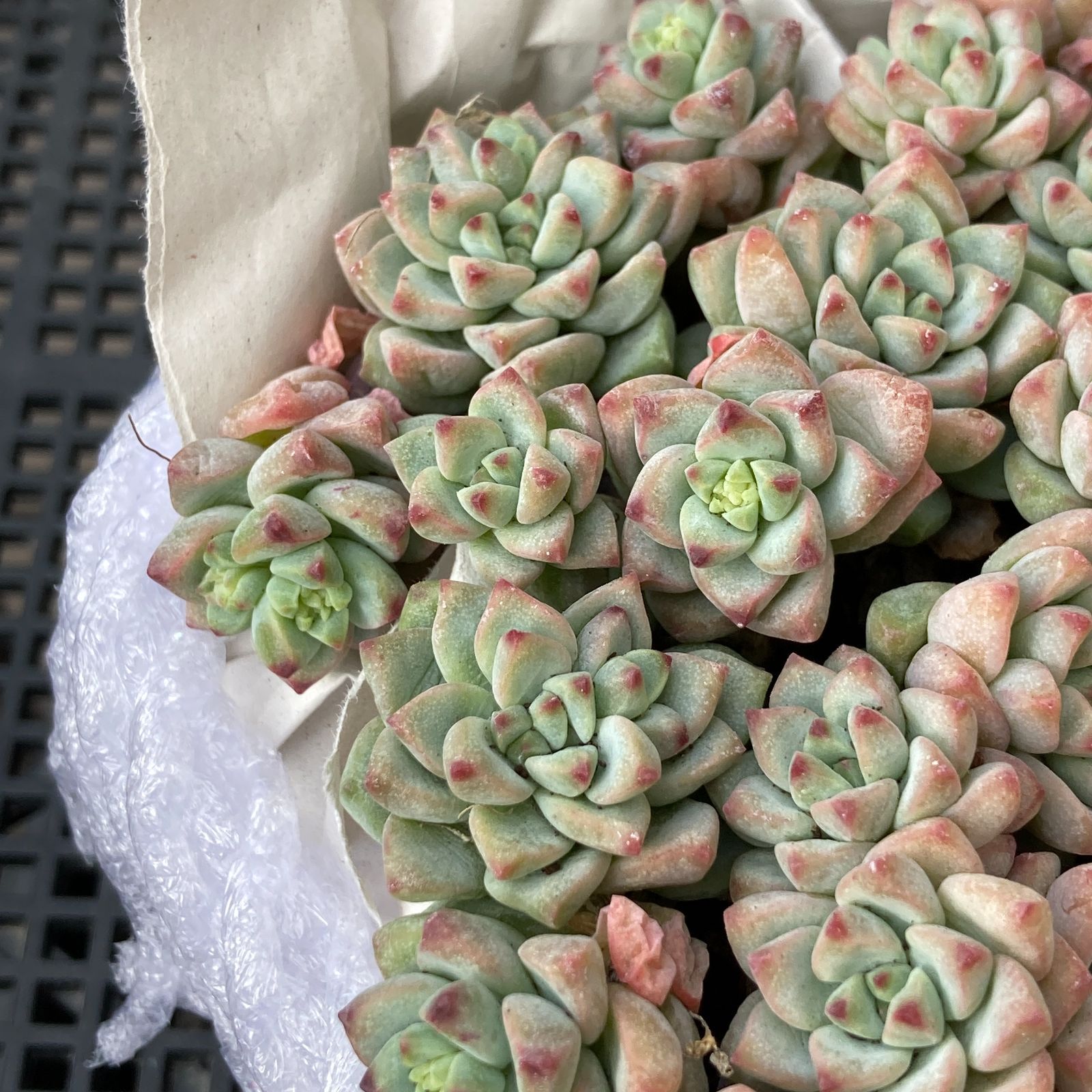 新入荷｜送料込】エケベリア 韓国苗 キャラメルスプライト群生 多肉