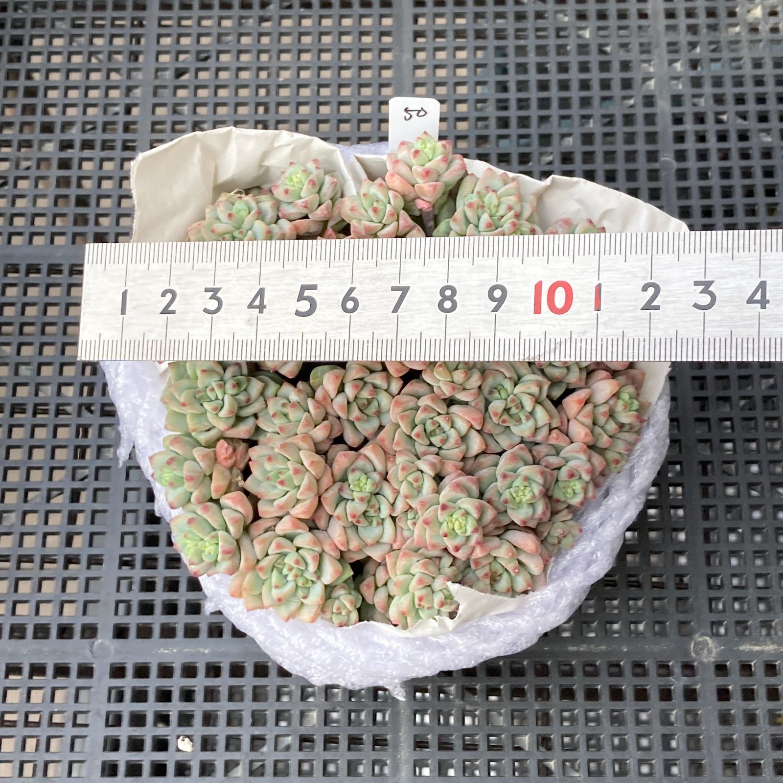 新入荷｜送料込】エケベリア 韓国苗 キャラメルスプライト群生 多肉