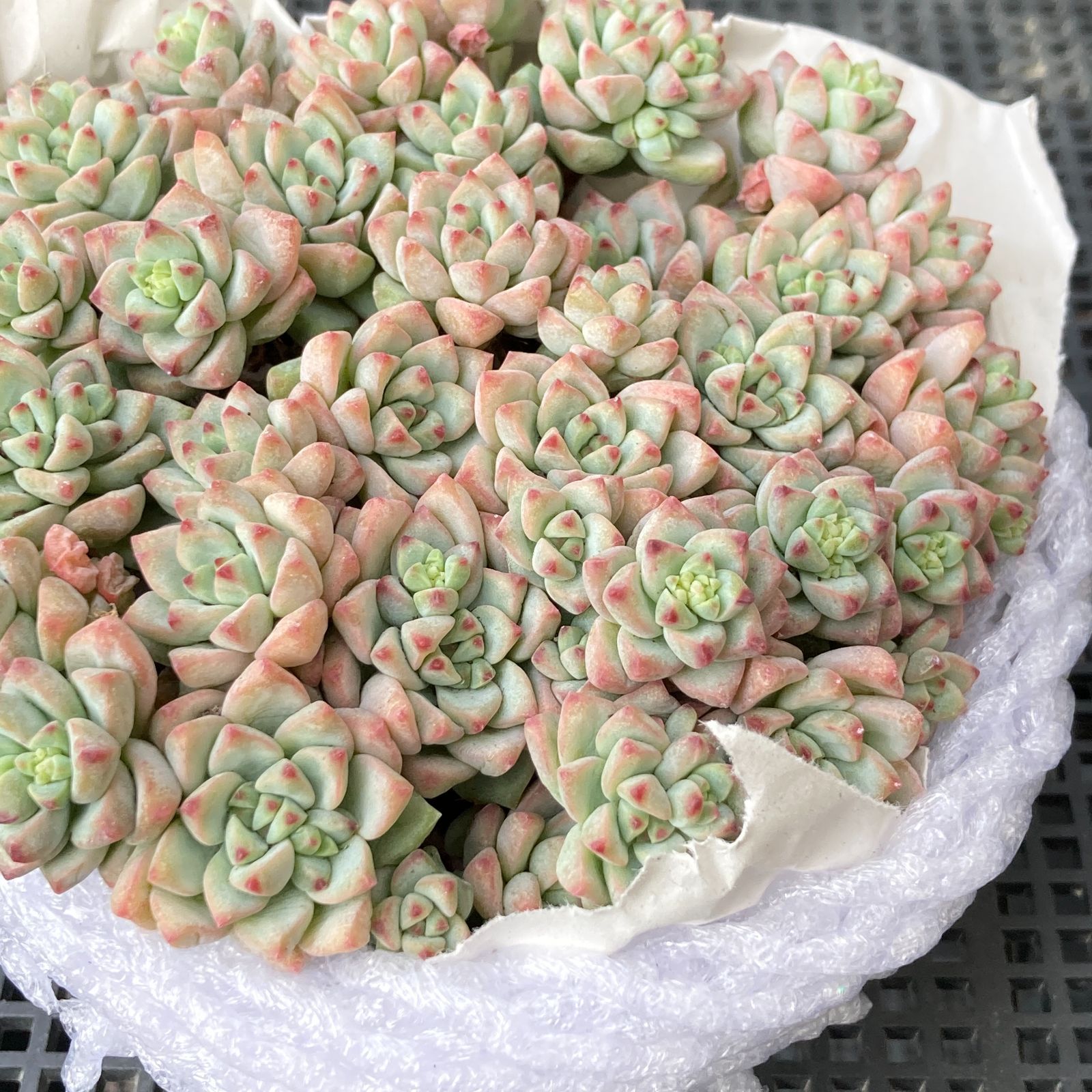 新入荷｜送料込】エケベリア 韓国苗 キャラメルスプライト群生 多肉