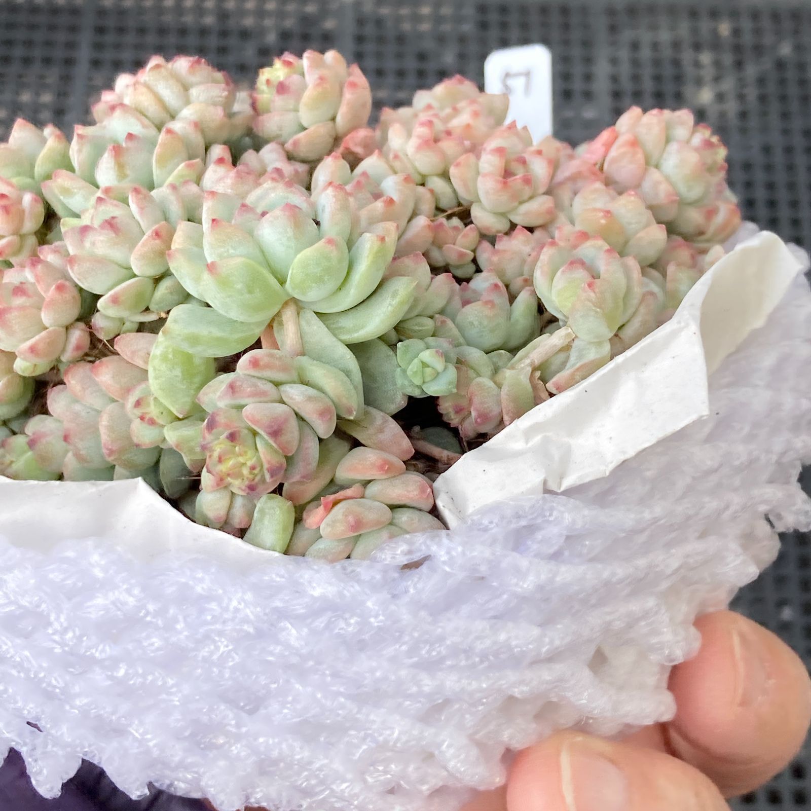 新入荷｜送料込】エケベリア 韓国苗 キャラメルスプライト群生 多肉