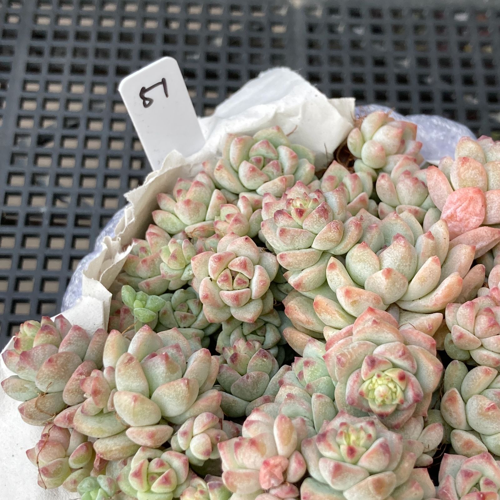 新入荷｜送料込】エケベリア 韓国苗 キャラメルスプライト群生 多肉